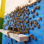 berényi méhek